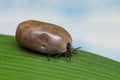 Filled with blood the tick sits on a green leaf Royalty Free Stock Photo