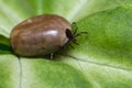 Filled with blood the tick sits on a green leaf Royalty Free Stock Photo