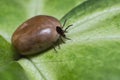 Filled with blood the tick sits on a green leaf Royalty Free Stock Photo