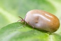 Filled with blood the tick sits on a green leaf Royalty Free Stock Photo