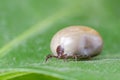 Filled with blood the tick sits on a green leaf Royalty Free Stock Photo