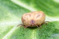 Filled with blood the tick sits on a green leaf Royalty Free Stock Photo