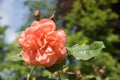 filled blooming rose, orange color. blurry garden background