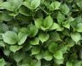 Filled frame background of lush green leaves from hydrangea plant