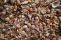 Filled frame background wallpaper shot of endless millions of old tiny colorful shells, clams and coquilles covering the beautiful