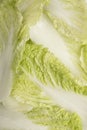 Filled frame close up background wallpaper shot of a pile of Chinese napa cabbage leaves on a white background