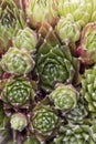 Filled frame close up macro background wallpaper shot of a Sempervivum Wild stone rose or Houseleek succulent plant with Royalty Free Stock Photo