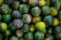 Filled frame of organic and juicy calamansi AKA citrus microcarpa, calamondin or Philippine lime, used for lemonade and cooking.