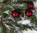 Filled frame of real snow covered fir branches and red ball ornaments for a merry Christmas or happy New Year holiday celebration Royalty Free Stock Photo