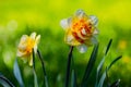 Two magnificent yellow daffodils isolated against green background in spring Royalty Free Stock Photo