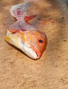 Filleted, small red snapper fish