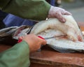 Filleting of cod fish Royalty Free Stock Photo