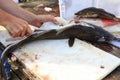 Filleting of cod fish Royalty Free Stock Photo