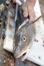 Filleting of cod fish Royalty Free Stock Photo
