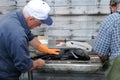 Filleting codfish Royalty Free Stock Photo