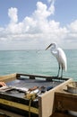 Filleting a fish as egret watches