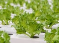 Fillie Iceburg leaf lettuce vegetables plantation Royalty Free Stock Photo