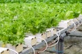 Fillie Iceburg leaf lettuce vegetables plantation Royalty Free Stock Photo