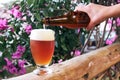 Filling a glass with beer from a bottle, big foam, green leaves background Royalty Free Stock Photo