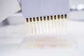 The filling of microplates for blood test testing by scientist using multichannel pipette dispenser Royalty Free Stock Photo