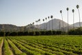 Fillmore California zucchini field