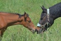 A filly greeting a mare showing its inferiority