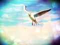 Film effect.Sea gull in blue sky. Wild seagull bird flies and looking into camera. Blue sky over the sea. Royalty Free Stock Photo