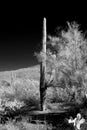 Dirt Sonora Desert Arizona on Film Royalty Free Stock Photo