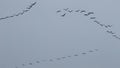 Filming migrating flying cranes, Bisdorf, Germany