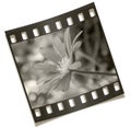 Filmstrip Flower Negative Royalty Free Stock Photo