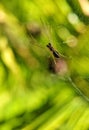 Filmy dome spider on it's web Royalty Free Stock Photo