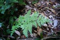 Filmy fern Hymenophyllaceae on nature. Its leaves are so thin, they comprise of only on cell. Royalty Free Stock Photo