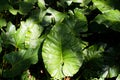 Philodendron plant with waterdrops Royalty Free Stock Photo