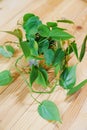 Filodendron scandals in a black pot on a wooden background. houseplant. Royalty Free Stock Photo