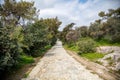 Filopappou hill, Athens, Greece, trees background