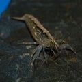 Bamboo shrimp Atyopsis moluccensis Macro