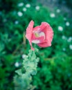 Filtered image beautiful pink and white poppy flower blooming in Texas, USA Royalty Free Stock Photo