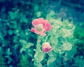 Filtered image beautiful pink and white poppy flower blooming in Texas, USA Royalty Free Stock Photo