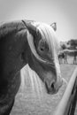 Filtered image of Belgian horse head at American farm ranch close-up Royalty Free Stock Photo