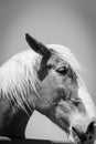 Filtered image of Belgian horse head at American farm ranch close-up Royalty Free Stock Photo