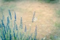 Filtered image butterfly on blossom lavender bush at local farm in Texas, America