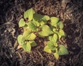 Filtered image chameleon bush cultivated on raised bed garden with thick organic matter layer near Dallas, Texas, USA