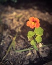 Filtered image homegrown blooming nasturtium edible flower at garden bed near Dallas, Texas, USA