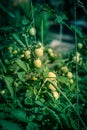 Filtered image load of green mini tomatoes on string trellis support at backyard garden in Texas, USA Royalty Free Stock Photo