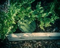 Filtered image organic watermelon ready to harvest at backyard garden in America Royalty Free Stock Photo