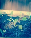 Filtered image row of young broccoli leaves with water drops growing on organic kitchen garden Royalty Free Stock Photo