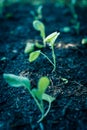 Filtered image row of young broccoli leaves with water drops growing on organic kitchen garden Royalty Free Stock Photo