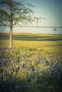 Filtered image of Texas state flower Bluebonnet blooming near the lake in springtime Royalty Free Stock Photo