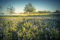 Filtered image of Texas state flower Bluebonnet blooming near the lake in springtime Royalty Free Stock Photo
