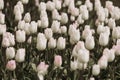 Filtered imege of amazing white tulip flowers in a spring garden